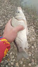 釣之界進(jìn)口線組主線成品主線組pe加固主線套裝全套綁好魚線釣魚臺釣 4.5m-PE加固【4卷裝送線盒】 1.5# 曬單實(shí)拍圖