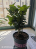 開時果 茉莉花盆栽濃香型 桌面綠植物陽臺花卉樹苗盆景擺件源頭直發(fā)包郵 精品茉莉花5-10株【加侖盆】 曬單實拍圖