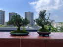 造景鮮活苔蘚微景觀青苔景觀植物鋪面短絨小灰蘚搭配庭院桌面盆栽 紗布苔蘚 紗布小灰蘚16*10cm-5片裝/盒 曬單實(shí)拍圖