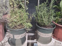 迷迭香薄荷百里香甜羅勒牛至歐芹香料可食用香草盆栽綠植花卉 迷迭香+百里香（加侖盆） 曬單實(shí)拍圖