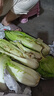 【現摘現發(fā)】貴州青口白菜高山露天種植火鍋麻葉白菜當季菜新鮮 不打藥青麻葉白菜【清甜健康】 青麻葉白菜（9.01至9.03斤）精選裝 曬單實(shí)拍圖
