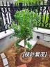 石榴樹(shù)苗盆栽陽(yáng)臺矮化果樹(shù)南北方庭院地栽突尼斯耐寒帶土帶葉發(fā)貨 突尼斯 三年苗 曬單實(shí)拍圖