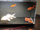 純種蝴蝶貴妃冷水長(cháng)尾觀(guān)賞魚(yú)耐活好養大尾巴蝴蝶鯉九尾狐淡水發(fā)財 爆款精選水中仙子-10-12厘米-1條 曬單實(shí)拍圖