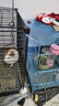 潔西（JESSIE）全價(jià)天竺鼠糧食 豚鼠糧食飼料荷蘭豬營(yíng)養(yǎng)主糧2.5kg 曬單實(shí)拍圖