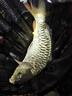 佳釣?zāi)幔↗IADIAONI）無二輕狂輕量大物竿釣魚竿28調(diào)青鱘鰱鳙魚竿手竿超輕硬高碳手桿 7.2m 無二輕狂 熱銷款 曬單實(shí)拍圖