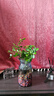 九里香盆栽茉莉花綠植室內(nèi)驅(qū)蚊四季開花帶花苞七里香水培盆景植物 【特價】高約16cm九里香苗6株 九里香 曬單實(shí)拍圖