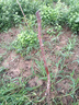 姬緣希庭院果樹(shù)嫁接棗子苗紅棗樹(shù)苗新疆和田玉棗樹(shù)苗當年結果五年結果苗 五年結果苗 曬單實(shí)拍圖