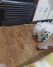 寵鮮萊純種比熊幼犬寵物狗狗活體小狗活物幼崽飛耳比熊小體小型犬 寵物級 公 曬單實(shí)拍圖