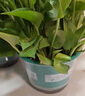 綠有意綠蘿盆栽室內(nèi)植物花卉綠植水培長藤垂吊大葉綠籮新房家用吸除甲醛 180#綠加侖吸水盆4盆+4肥 帶盆帶土發(fā)貨 曬單實拍圖