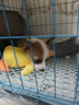 果粒之星純種柯基幼犬小型犬活體短腿柯基活體寵物狗威爾士三色柯基犬 寵物級 起售 曬單實拍圖