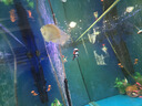 瘋狂水草迷你鸚鵡魚(yú)活體公母一對繁殖小魚(yú)苗觀(guān)賞魚(yú)活體小型熱帶魚(yú)好養耐活 混養套餐4條裝買(mǎi)3送1備損 曬單實(shí)拍圖