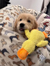 純種金毛幼犬活體寵物狗雙血統(tǒng)大型犬金毛犬幼犬大骨架沙灘金金毛 血統(tǒng)級(jí) 公 曬單實(shí)拍圖