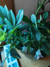 慎思苑水培鴨腳木盆栽四季水培植物室內好養(yǎng)辦公室綠植玻璃瓶水養(yǎng)鴨掌木 鴨腳木一顆 曬單實拍圖