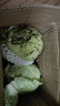 新鮮甘藍(lán)包菜卷心菜新鮮嫩綠蓮花白現(xiàn)摘現(xiàn)發(fā)早餐減脂 新鮮包菜 2.5-3斤 人工挑揀 曬單實(shí)拍圖