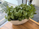 景郁春 JIRYUCUR銅錢草水培植物盆栽四季好養(yǎng)帶葉 銅錢草兩盆 源頭直發(fā) 曬單實拍圖