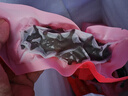 官參堂 大連底播即食海參新鮮遼刺參海鮮水產(chǎn)禮盒 1500g 27-36只 甄選 曬單實(shí)拍圖