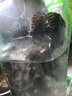 鮮活珍珠龍膽石斑魚400-450g/條 曬單實拍圖