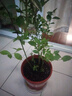 藍莓樹苗盆栽帶果當(dāng)年結(jié)果南北方種植兔眼特大陽臺果樹苗當(dāng)年結(jié)果 4年苗原盆土5-7分支40cm高當(dāng)年結(jié)果帶花帶葉 曬單實拍圖