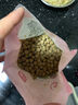 展藝常溫小芋圓500g三色小芋圓水果撈配料西米露珍珠甜品燒仙草原料 曬單實(shí)拍圖