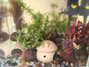 瘋狂水草魚缸造景裝飾躲避屋裝飾擺件迷你鸚鵡魚小魚繁殖屋陶罐魚窩 小潛艇+小船+拱門+蘑菇屋 曬單實(shí)拍圖
