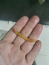 冷水黃金泥鰍苗金色清潔魚工具魚清道夫好養(yǎng)耐活新練手觀賞小金魚 金鰍4-6厘米4條 曬單實拍圖