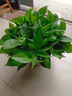 櫻霞綠蘿盆栽室內(nèi)植物綠植水培長(zhǎng)藤垂吊大葉綠籮陽(yáng)臺(tái)家用 180#紅色盆吸水4盆+營(yíng)養(yǎng)液4+ 京東送貨上門 曬單實(shí)拍圖