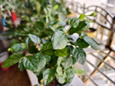 開時果 茉莉花盆栽濃香型 桌面綠植物陽臺花卉樹苗盆景擺件源頭直發(fā)包郵 精品茉莉花5-10株【加侖盆】 曬單實拍圖
