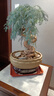 營養(yǎng)土養(yǎng)花專用通用型種菜盆栽土壤種植土種花花土多肉土肥料家用 正牌配方營養(yǎng)土10斤(養(yǎng)根促花） 曬單實拍圖