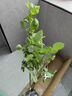 艾莎夢(mèng)露玫瑰花苗切花月季綠植物四季開(kāi)花朱麗葉藍色風(fēng)暴大花盆栽 金鳳凰中苗（花期帶花苞）40-60cm高 不含盆 曬單實(shí)拍圖