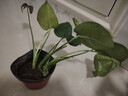 龜背竹盆栽水培大葉四季長青花卉綠植四季好養(yǎng)活清晰空氣臥室老樁 龜背竹25-30厘米3顆 曬單實拍圖