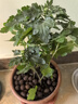 新品重瓣荷蘭菊四季開花菊花苗月月菊室內(nèi)外花多年生耐寒耐熱植物 橙色荷蘭菊1盆+原盆原土【一盆3-4顆】 曬單實拍圖