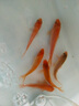 彌翠園興國紅鯉魚苗淡水養(yǎng)殖食用耐活冷水活體鯉魚苗觀賞魚大紅錦鯉魚苗 紅鯉魚8-10厘米5條送10%防損 曬單實拍圖