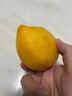 京覓 湖北棗陽(yáng)錦繡黃桃 凈果4.5斤單果170g+ 新鮮水果 源頭直發(fā) 曬單實(shí)拍圖