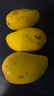 小臺(tái)農(nóng)芒果新鮮小臺(tái)芒應(yīng)季水果現(xiàn)摘精品超甜熱帶芒果產(chǎn)地直發(fā) 2斤裝單果90g起 曬單實(shí)拍圖