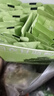 京東京造 羽衣甘藍(lán)粉 青汁搭配燕麥片麩皮膳食纖維代餐90g（3g*30條） 曬單實(shí)拍圖