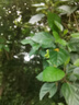 威露士（Walch）多用途消毒液1L 衣物除菌液家居硬表面地板消毒水殺菌祛異味 曬單實(shí)拍圖