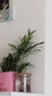 佰花錦【水培新寵】水培袖珍椰子綠植辦公室盆栽四季常青凈化空氣植物 【1盆裝】袖珍椰子+透明水培樹脂瓶 整體高度約15-25cm 曬單實拍圖