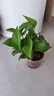 綠有意綠蘿盆栽室內(nèi)植物花卉綠植水培長藤垂吊大葉綠籮新房家用吸除甲醛 120原盆儲水綠蘿10盆+壺+10肥 帶盆帶土發(fā)貨 曬單實拍圖