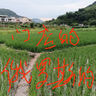 正品俄羅斯強效19-19-19高效速溶肥用于小麥玉米果蔬菜藥等農作物 高效速溶型俄羅斯進(jìn)口 進(jìn)口肥100斤（分10個(gè)包裹）速溶 曬單實(shí)拍圖