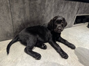 HUNTER德國進口中大型犬狗狗牽引繩加粗防爆沖狗繩p繩P鏈狗鏈一體訓犬繩 熔巖橙 長180cm,直徑1.0cm（中大型犬） 曬單實拍圖