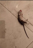 放心家去除死老鼠除臭劑發(fā)動機(jī)艙老鼠屎尿騷味異味除臭老鼠腐臭味除味劑 死老鼠異味消除劑【1瓶裝】 曬單實(shí)拍圖