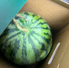 曉吸無籽麒麟瓜 4kg 曬單實拍圖