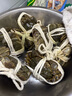 【活蟹】乾澄大閘蟹現(xiàn)貨 全母2.3-2.6兩8只 六月黃鮮活螃蟹去繩足重海鮮禮盒裝源頭直發(fā) 曬單實拍圖