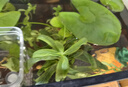 闊庭（KUOTING）魚缸水族箱生態(tài)桌面魚缸新款懶人魚缸生態(tài)造景過濾制氧一體機(jī)黑色 曬單實(shí)拍圖