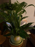 白掌一帆風順盆栽植物室內(nèi)花卉綠植水養(yǎng)四季開花新手好養(yǎng)活 白掌1盆（繁星盆） 曬單實拍圖