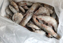 東上御品 國產(chǎn)青島大蝦 特大號(hào)白蝦 2030規(guī)格 凈重3斤 盒裝活凍 曬單實(shí)拍圖