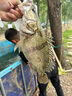 爾魚2025款山谷mini微物水滴輪防炸線泛用遠投魚輪高速比鱖魚鱸魚 微物款 左手型 2025款山谷mini水滴輪 曬單實拍圖