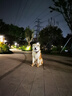 比利瑪格澳洲進(jìn)口無谷狗糧犬糧全價干糧泰迪金毛薩摩鮮肉成幼犬中小大型犬 微破-牛肉9kg 曬單實拍圖