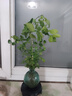 佰花錦水培植物室內(nèi)花卉綠植盆栽辦公室四季常青好養(yǎng)活桌面盆景懶人首選 水培小玻璃瓶+九里香+圓形底座 整體高度約10-20cm/不同植物高度不同 曬單實(shí)拍圖