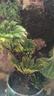 馨音吸水石植物苔蘚卷柏附石菖蒲盆景假山水陸缸雨林造景專(zhuān)用綠植 小葉卷柏2頭一棵 不含盆 曬單實(shí)拍圖